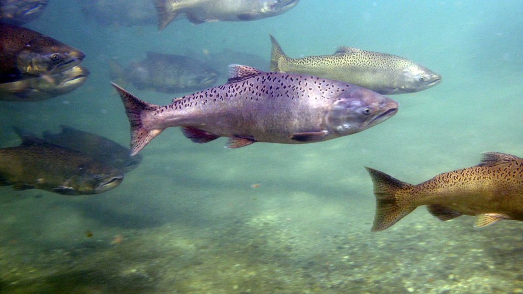 Chinook salmon on the move (Photo: Jacob Katz)